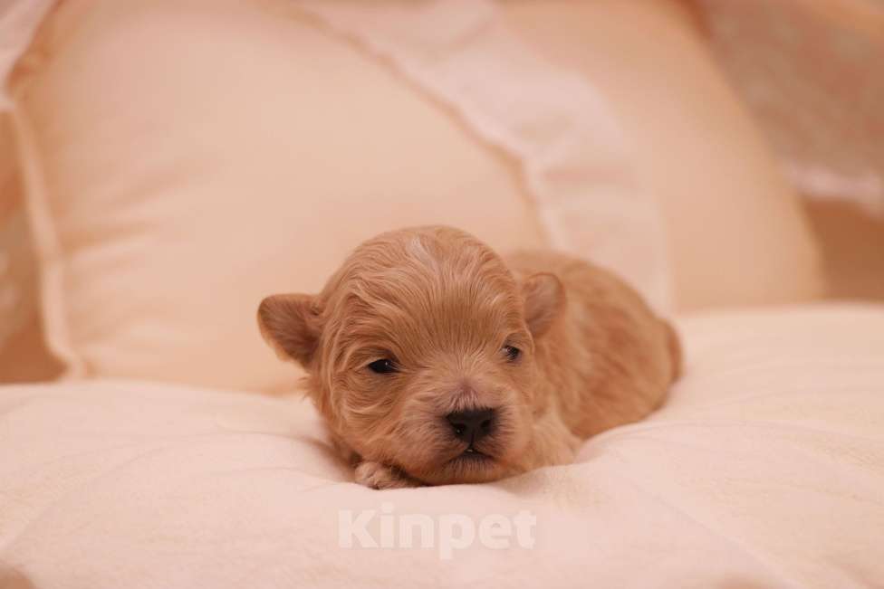 Собаки в Москве: Мальтипу мальчик Корея микро Мальчик, 130 000 руб. - фото 4