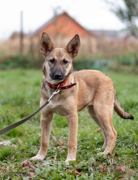 Собаки в других городах Владимирской области: В добрые руки щенок девочка Лилу Девочка, Бесплатно - фото 1
