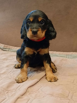 Русский охотничий спаниель девочка