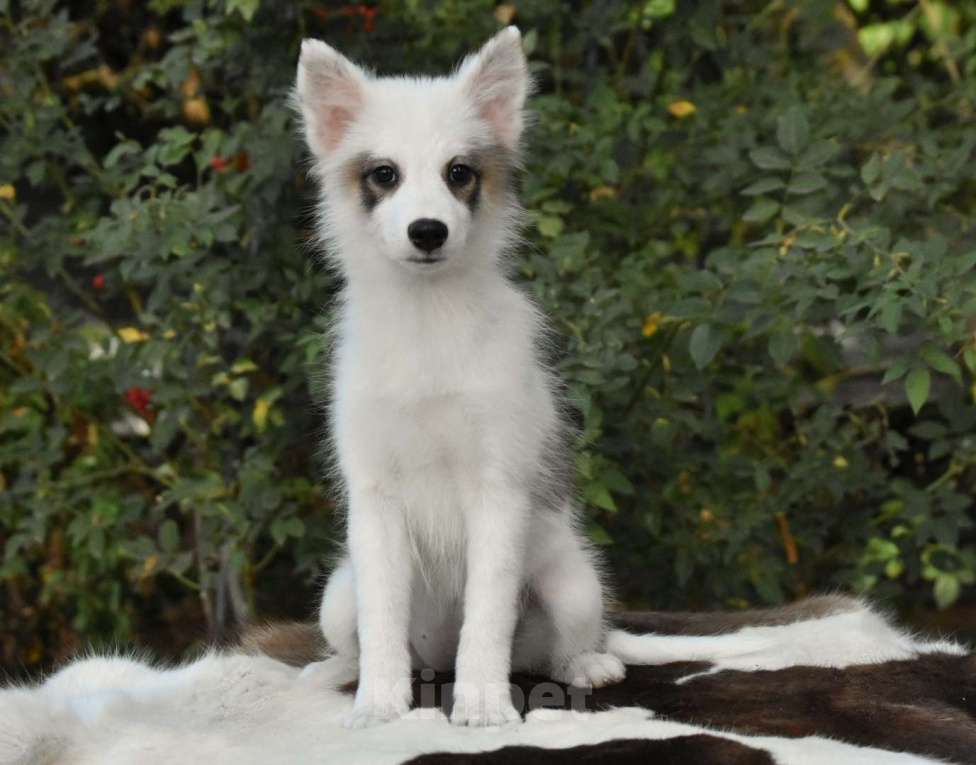 Собаки в Москве: Ненецкая оленегонная лайка. Сука Аврора. Девочка, 60 000 руб. - фото 4