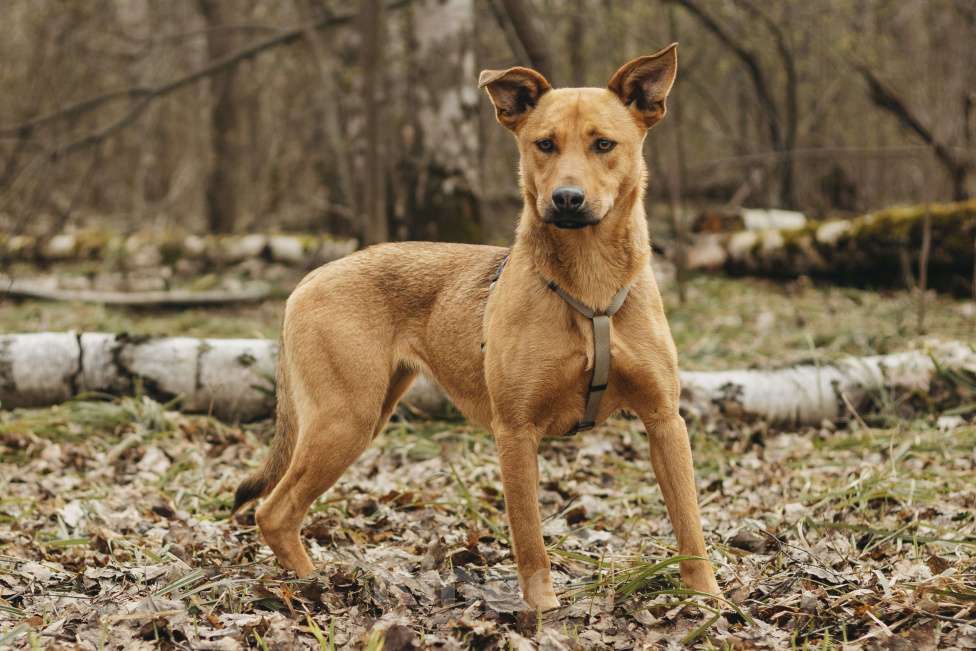 Собаки в Москве: Собака в добрые руки Девочка, Бесплатно - фото 1
