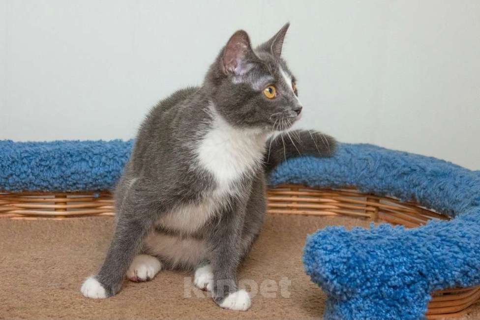 Кошки в Москве: Кошечка в платиновой шубке Диора в добрые руки Девочка, Бесплатно - фото 6