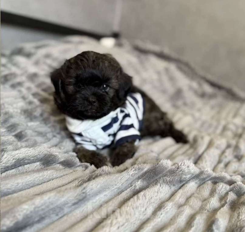 Собаки в Гулькевичах: Мальчишка Мальтипу Мальчик, 60 000 руб. - фото 1