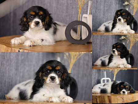 ККЧС Дизель