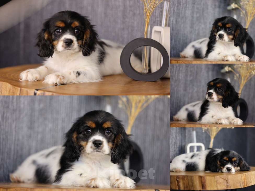 Собаки в Нижнем Новгороде: ККЧС Дизель Мальчик, Бесплатно - фото 1