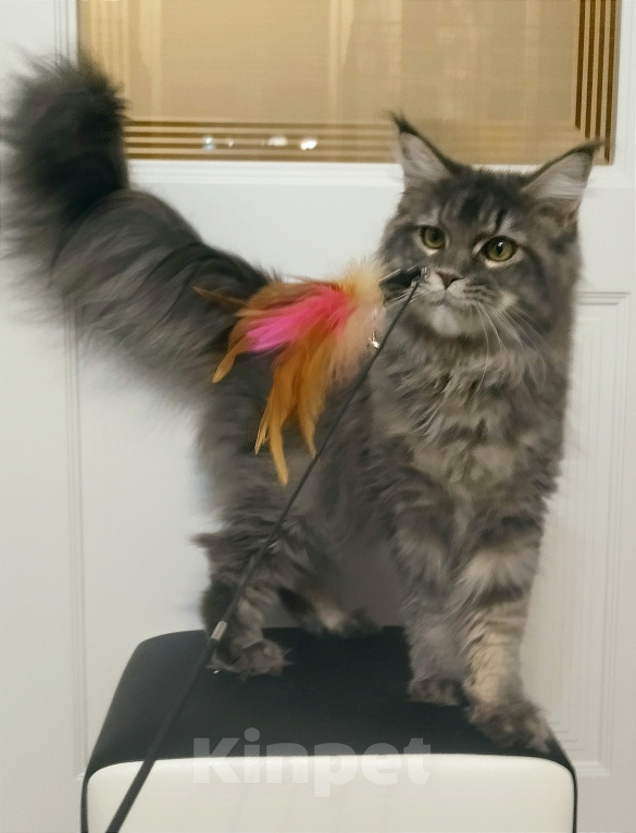 Кошки в Мытищах: Котёнок Мейн-кун Девочка, 30 000 руб. - фото 3