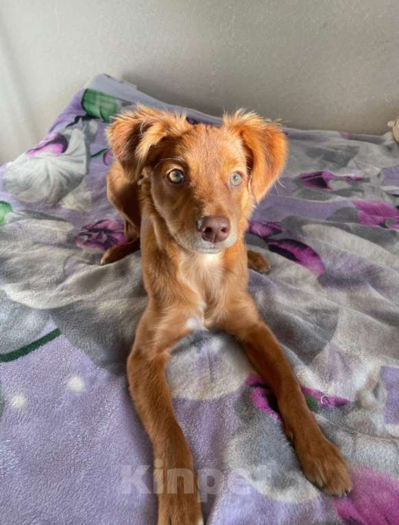 Собаки в Балашихе: Щенок ксолоитцкуинтли мини Мальчик, 10 000 руб. - фото 1