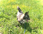 Собаки в Чехове: Лайка метис редкого окраса, 2,5 года, девочка Девочка, 1 руб. - фото 10