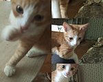 Кошки в Рязани: Рыже- белый альфа котик, 10 руб. - фото 5