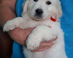 Собаки в Ейске: Щенки золотистого ретривера Мальчик, 35 000 руб. - фото 2