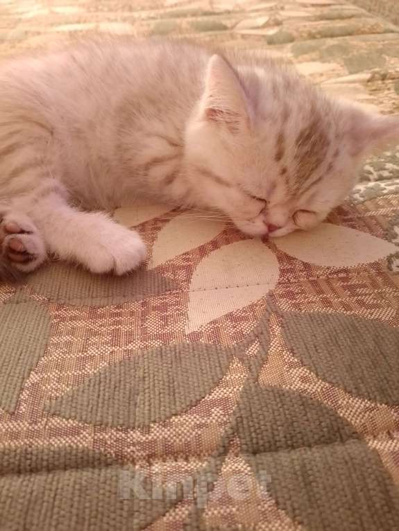 Кошки в других городах Волгоградской области: Шотладский котёнок Девочка, 3 000 руб. - фото 3