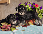 Собаки в Иркутске: Щенок цвергшнауцера,мальчик- жескошерстный Мальчик, 35 000 руб. - фото 1