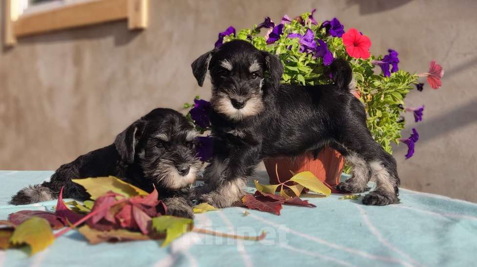 Собаки в Иркутске: Щенок цвергшнауцера,мальчик- жескошерстный Мальчик, 35 000 руб. - фото 1