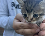 Кошки в Ростове-на-Дону: Нужна семья для котенка Девочка, Бесплатно - фото 3