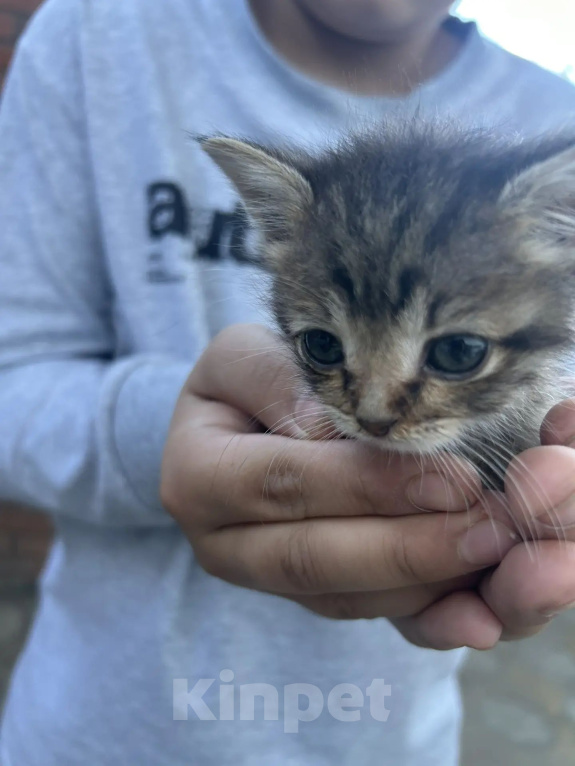 Кошки в Ростове-на-Дону: Нужна семья для котенка Девочка, Бесплатно - фото 3