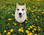 Собаки в Истре: Предлагаю породистого кобеля для вязки Мальчик, Бесплатно - фото 4