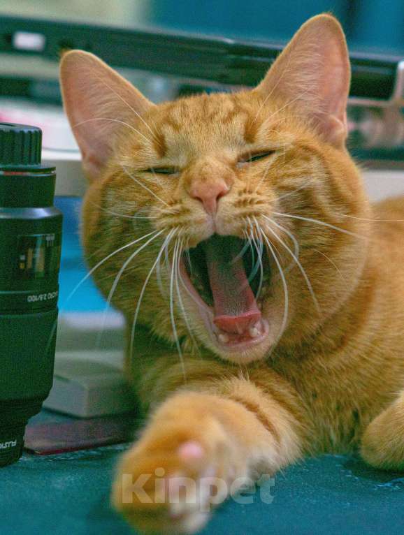 Кошки в Москве: Персей Мальчик, Бесплатно - фото 3