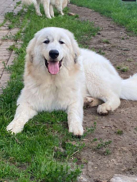 Собаки в Воскресенске: Щенки Пиренейской горной собаки  Мальчик, 50 000 руб. - фото 6