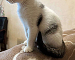 Кошки в Москве: Котята из леса в добрые руки Девочка, 1 руб. - фото 5
