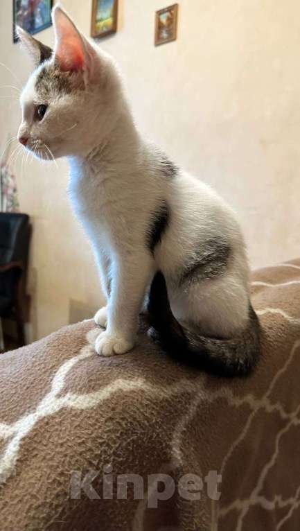 Кошки в Москве: Котята из леса в добрые руки Девочка, 1 руб. - фото 5