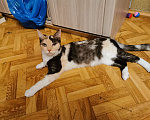 Кошки в Москве: Красивая трехцветки ищет дом Девочка, 5 руб. - фото 2