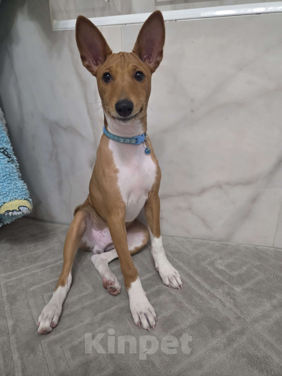 Собаки в Краснодаре: Вольт ждёт новую семью Мальчик, Бесплатно - фото 1