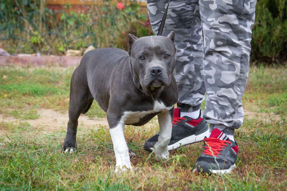 Собаки в других городах Московской области: Американский булли Девочка, 70 000 руб. - фото 3