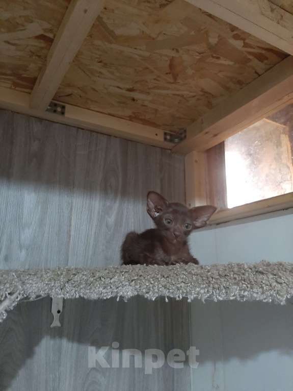 Кошки в других городах Московской области: Супермини Орик Мальчик, 25 000 руб. - фото 4