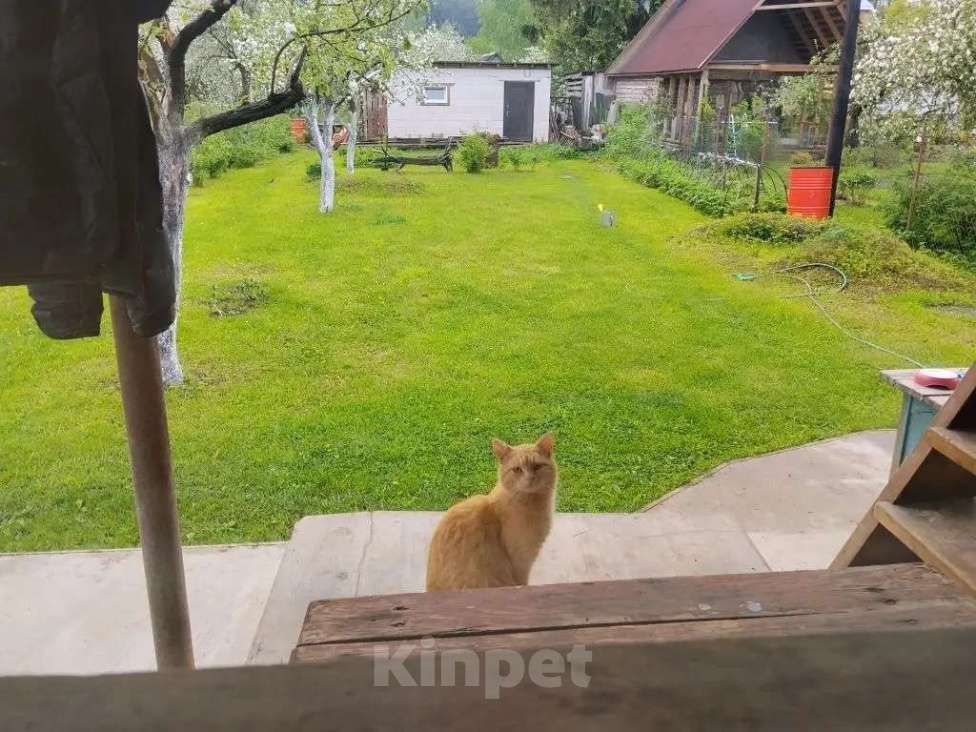Кошки в Санкт-Петербурге: Карамельный котенок ищет дом Мальчик, Бесплатно - фото 4