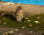 Кошки в Москве: бездомные малыши Мальчик, Бесплатно - фото 1