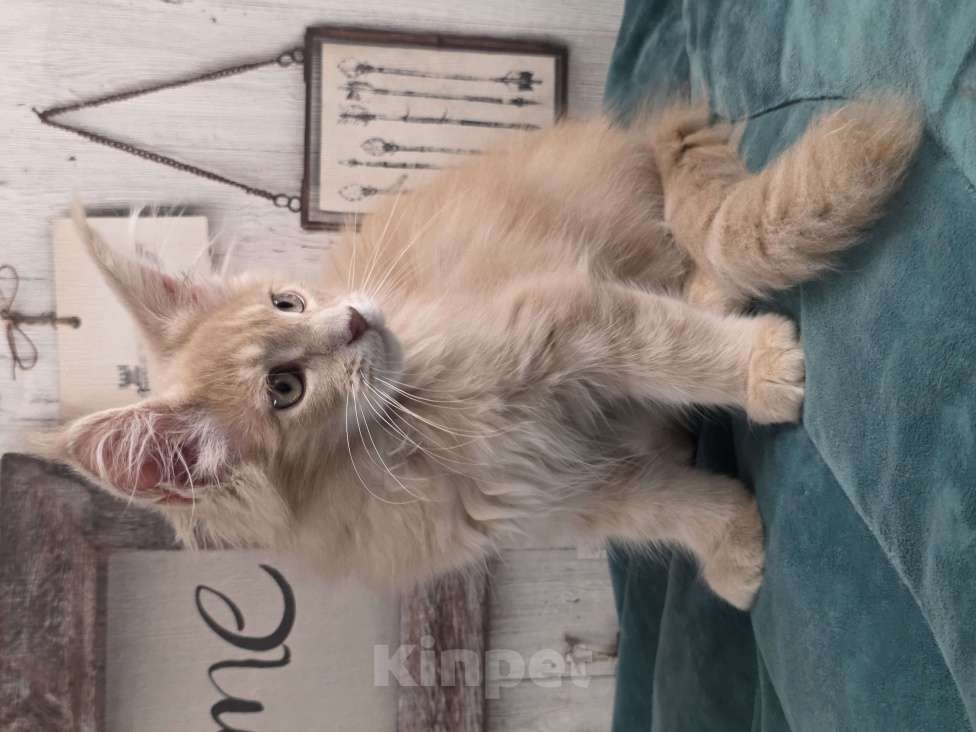 Кошки в Ставрополе: Котята мейн-кун Разнополые, 30 000 руб. - фото 5