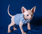 Кошки в Москве: Разноглазый канадский сфинкс  Мальчик, 50 000 руб. - фото 1
