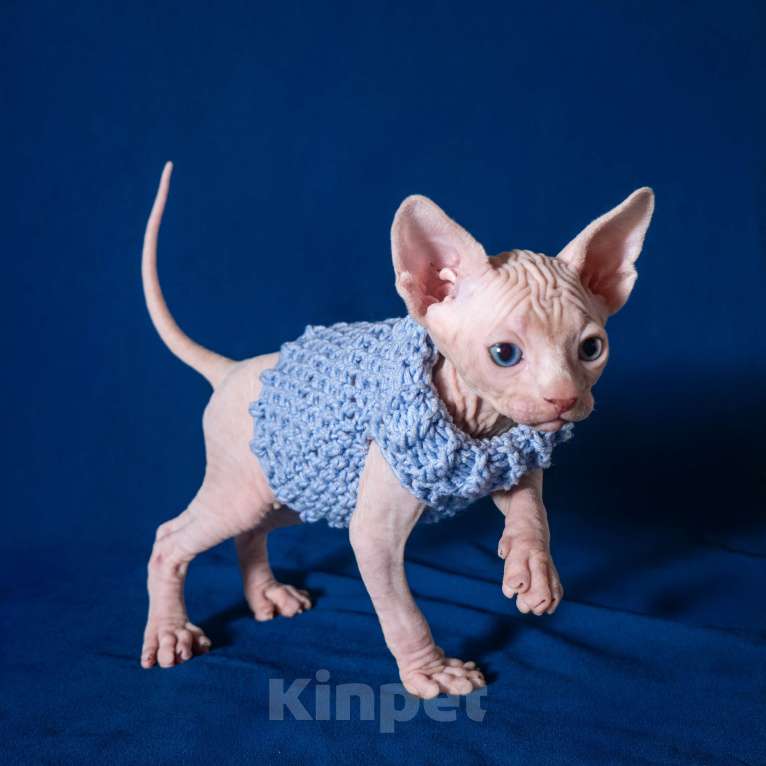 Кошки в Москве: Разноглазый канадский сфинкс  Мальчик, 50 000 руб. - фото 1