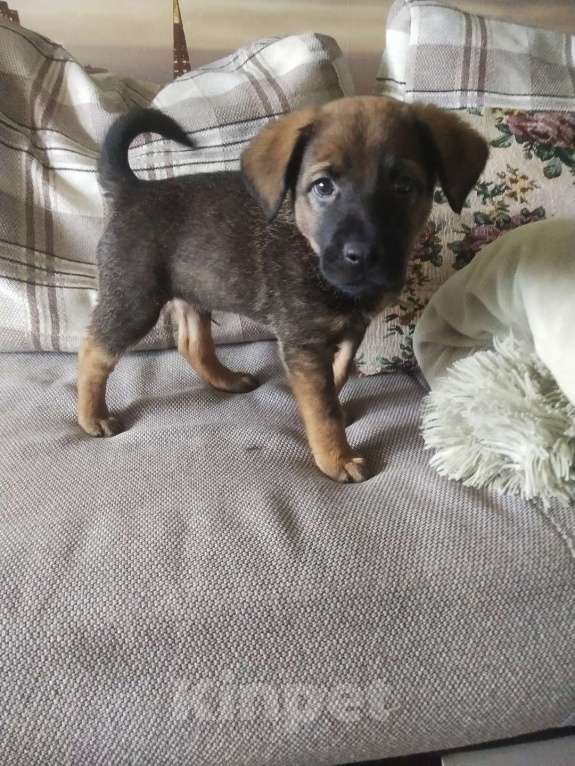 Собаки в Санкт-Петербурге: Малыш Лукас: весёлый хулиган с добрым сердцем в поисках семьи Мальчик, Бесплатно - фото 3