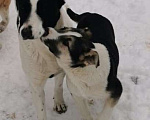 Собаки в Старом Купавне: Большая собака Девочка, Бесплатно - фото 2