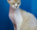 Кошки в Севастополе: Кошка девон-рекс Девочка, 90 000 руб. - фото 2
