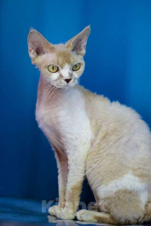 Кошки в Севастополе: Кошка девон-рекс Девочка, 90 000 руб. - фото 2