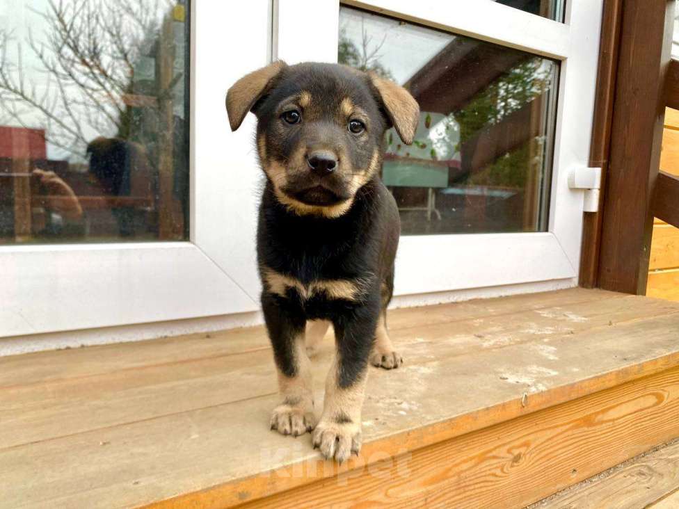 Собаки в Москве: Щенки девочки в добрые руки Девочка, Бесплатно - фото 3