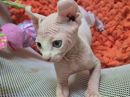 Эльф кошечка