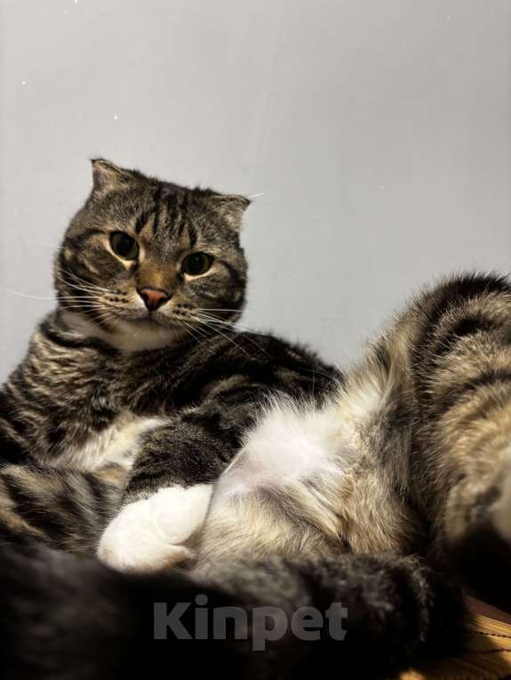 Кошки в Красноярске: Самый чудесный кот в очень добрые руки Мальчик, Бесплатно - фото 3