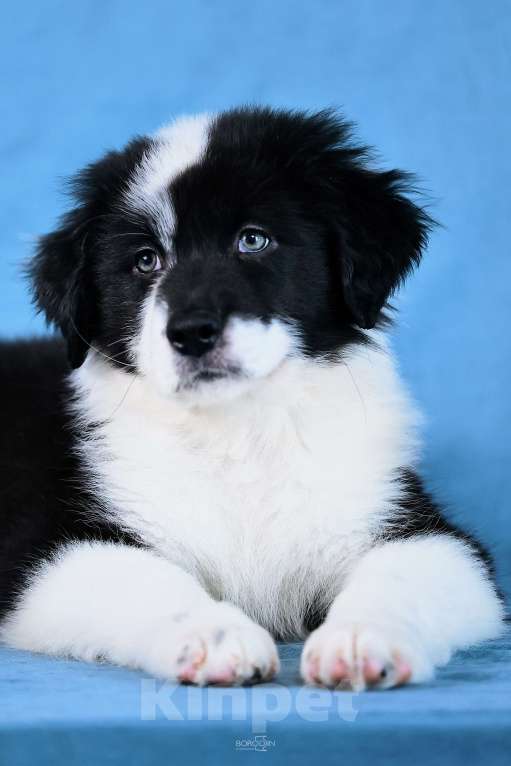 Собаки в других городах Новосибирской области: Щенки австралийской овчарки Мальчик, Бесплатно - фото 3