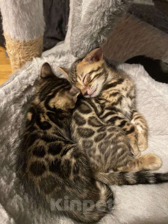Кошки в Москве: Бенгальские котята Мальчик, 30 000 руб. - фото 4
