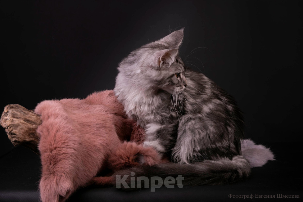 Кошки в Санкт-Петербурге: Котёнок мейн-кун Девочка, 45 000 руб. - фото 3