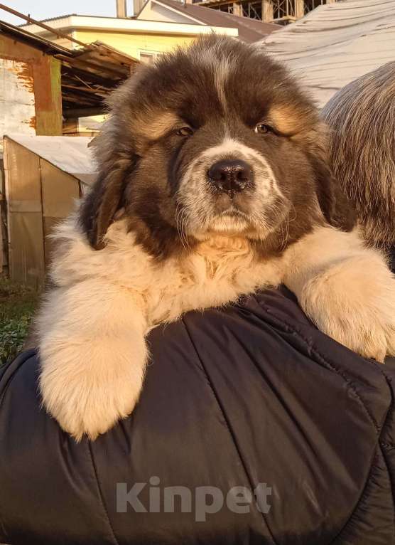 Собаки в Ижевске: Щенки Московской Сторожевой Мальчик, 50 000 руб. - фото 2