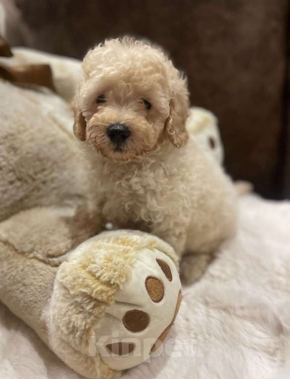 Собаки в Саратове: Щенки той пуделя Мальчик, 30 000 руб. - фото 1