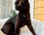 Кошки в Москве: Черный жемчуг - котенок Марсик ищет заботливых хозяев. В добрые руки Мальчик, Бесплатно - фото 3