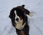 Собаки в других городах Чувашии: Бернский зенненхунд, щенок 8 мес Мальчик, 40 000 руб. - фото 1