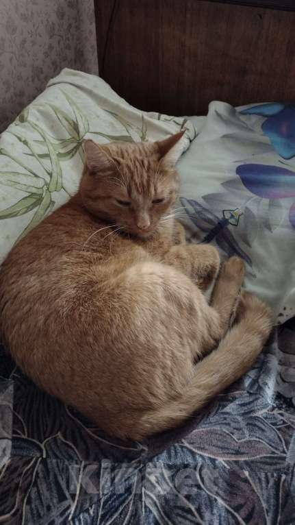 Кошки в Владимире: Отдам в хорошие, добрые руки Мальчик, Бесплатно - фото 3