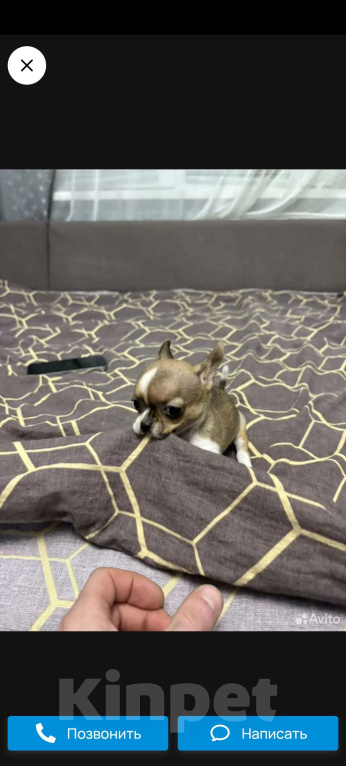 Собаки в Владивостоке: Чихуахуа  Девочка, 35 руб. - фото 2