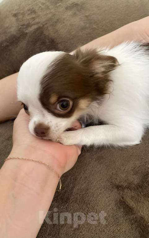 Собаки в Краснодаре: Чишка девочка Девочка, 25 000 руб. - фото 8